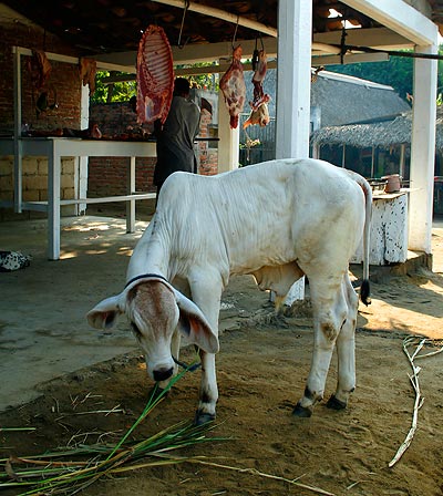Calf standing in front of a traditional open-air butcher in the state of Oaxaca, Mexico.