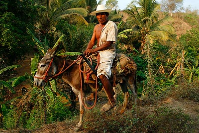 Guerrero indigenous laborer on a donkey.
