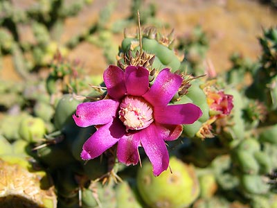 Amazing that a succulent flower like this can survive in the harsh desert environment.