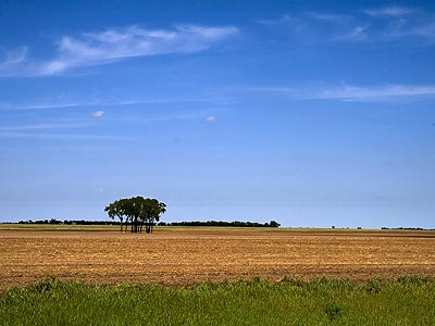 North Dakota grain fields and trees.
