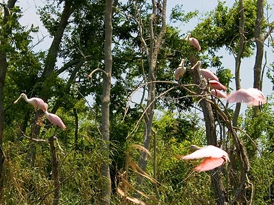 At first I thought these were pink flamingos, but the spoon bill is very distinctive. We saw thirty or so in each tree.