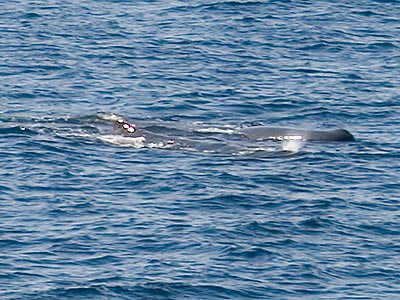 Whales migrating out of the Sea of Cortez, as seen from the ferry from Santa Rosalia to Guaymas.