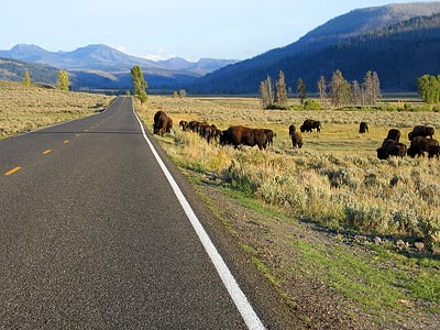 Bison crossing the road