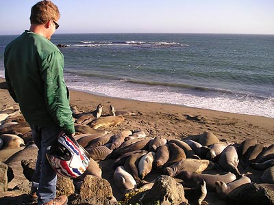 Elephant seals just north of San Simeon, California