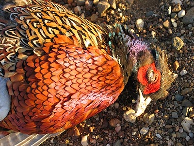 A closeup of it's feathers.