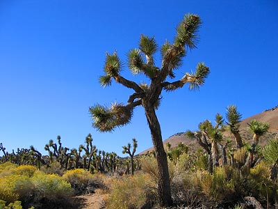 This is the only plant bigger than a shrub that can survive in the Mojave Desert.