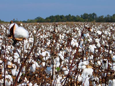 Cotton fields forever.