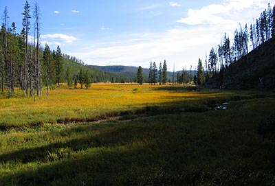A meadow in the middle of Yellowstone